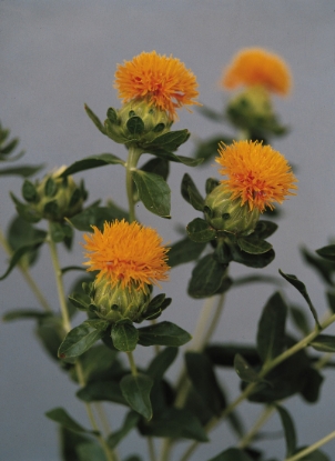 Picture of Carthamus - Tinctorius